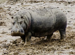 Sonia the Hippo enjoys the mud of the lake at Longleat